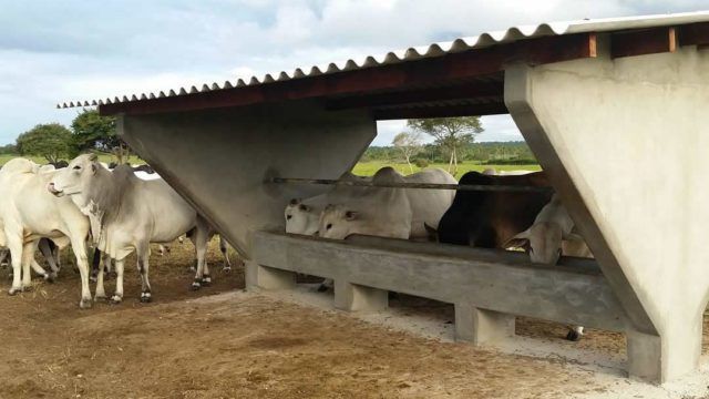 Ureia pecuária e agrícola: saiba qual a melhor para o boi
