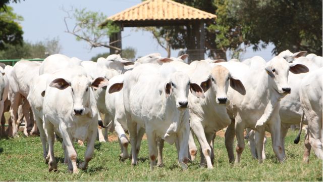 Tabapuã: faça três IATFs e emprenhe 80% de suas novilhas