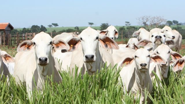 Lote de fêmeas Tabapuã em área de pasto. Foto: Sérgio Germano