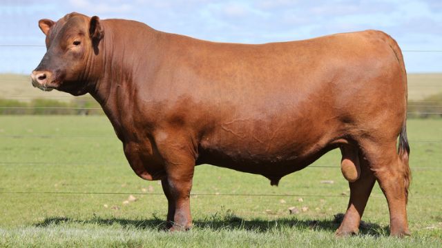 Touro Red Angus em área de pasto. Foto: Éverton de Souza Marita/ABA