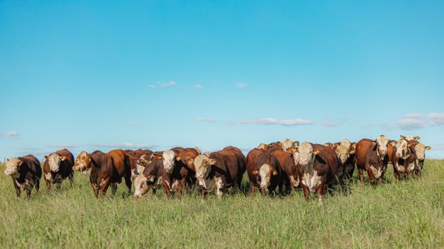 Pesquisadores fazem seleção reprodutores em provas de avaliação a campo