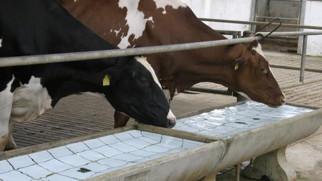 bebedouro para vacas leiteiras
