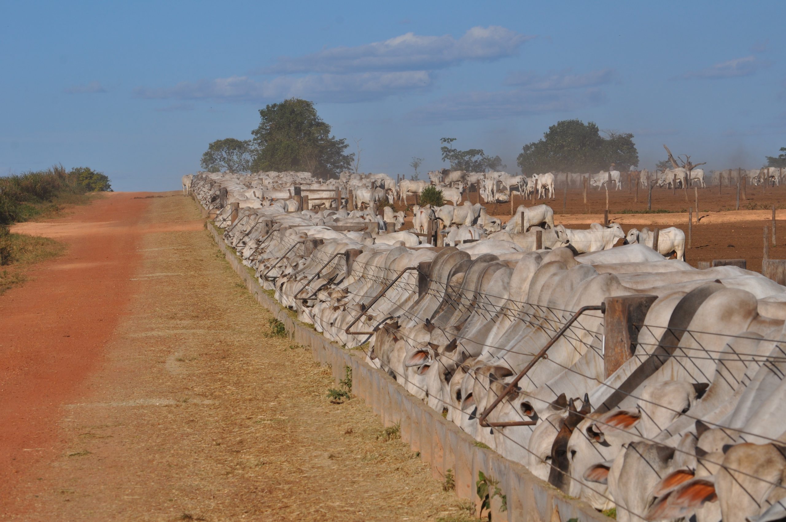 Animais criado dentro da pecuária Intensiva