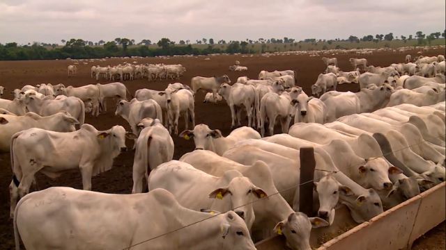 De cada 10 bovinos, ao menos 1 vai adoecer neste inverno. Saiba como evitar