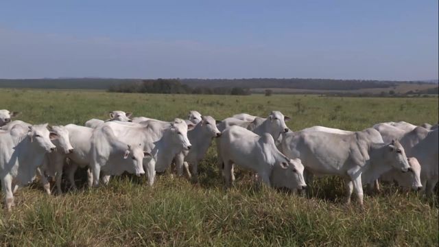 Quanto tempo leva para uma novilha atingir 13@ com suplementação a pasto?