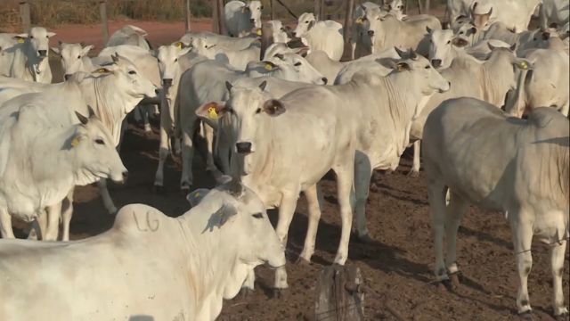 Novilhas já prontas para o abate em estudo na APTA. Foto: Reprodução