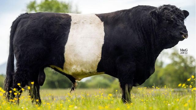 Conheça o bovino de cinta branca, o Belted Galloway