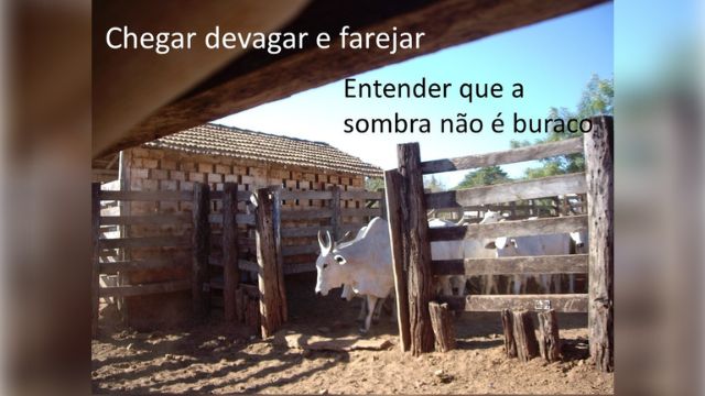 Bovinos não conseguem diferenciar uma sombra de um buraco por exemplo. Foto: Divulgação