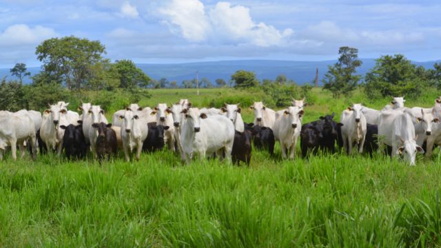 Estação de monta: é chegada a hora de empenhar 80 milhões de vacas no Brasil