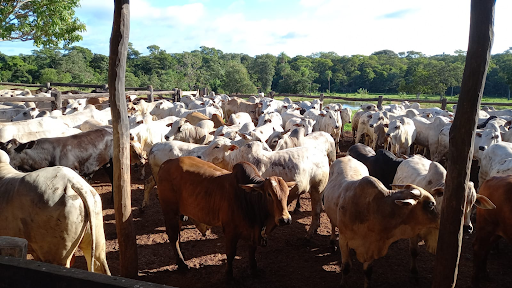 Animais criados dentro da pecuária extensiva