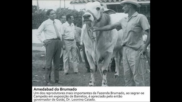 Touro Nelore Amedabad um dos grandes exemplares da fazenda Brumado. Foto: Divulgação