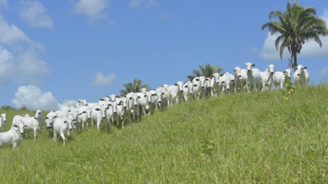 Tuberculose bovina: com apenas R$ 4, pecuarista garante exportação do boi gordo