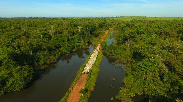 Compra de gado de áreas embargadas: o que diz atualização de decreto?