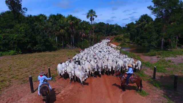 Macho ou fêmea: qual gênero de bovino dá mais lucro na hora do abate?