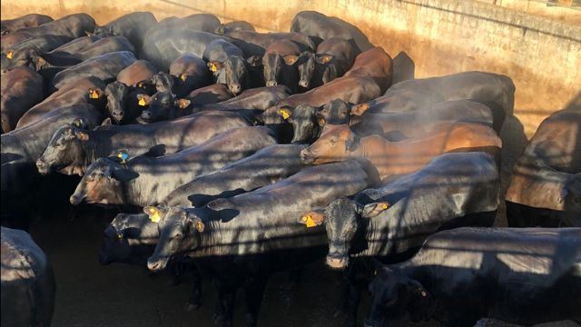 Novilha Angus é motivo de orgulho para pecuarista de Mato Grosso Novilha Angus é motivo de orgulho para pecuarista de Mato Grosso