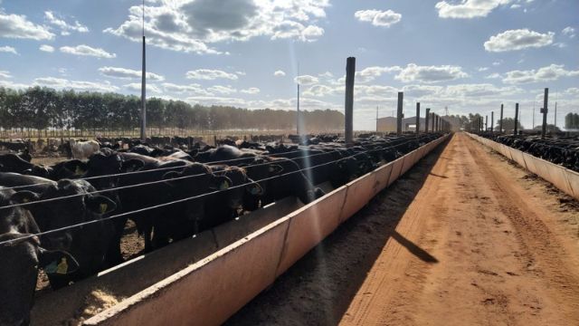 Bovinos no cocho na fazenda. Foto: Divulgação
