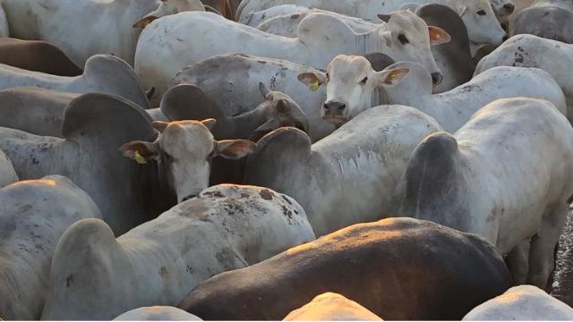 Nelore: “pecuarista profissional” termina boiada com 24@ em MT 
