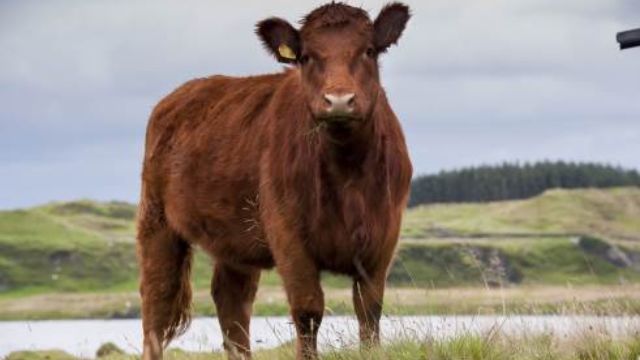 Luing, bovino escocês cria fama por carne diferenciada