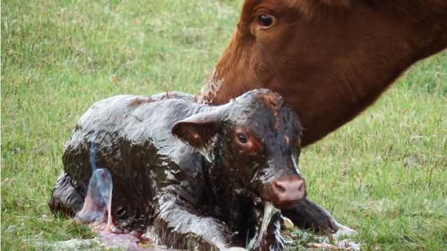 As vacas da raça do Luing