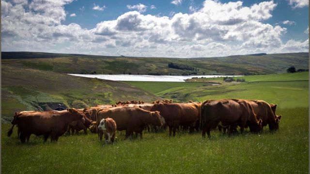 Bovino de corte para condições climáticas adversas