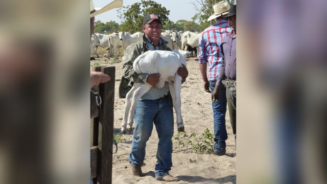Melhores técnicas de manejo tem garantido maior retorno às fazendas. através do bem-estar animal. Foto: Divulgação