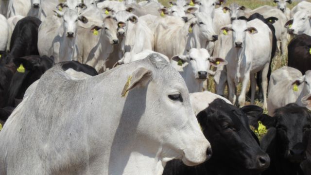 Estudo em fazenda mostra que 16% das marcas a fogo são ilegíveis