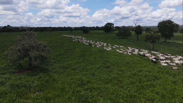 Suplementação mineral no pasto é necessária em caso de o produtor trabalhar com altura mais baixa do capim. Foto: Reprodução