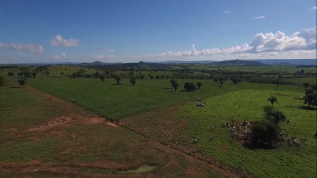 Exemplo de pasto rotacionado. Foto: Reprodução