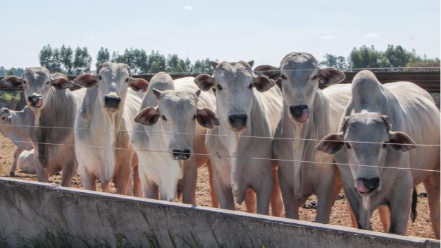 Como encurtar a recria de 18 para apenas seis meses? Especialista tem a resposta