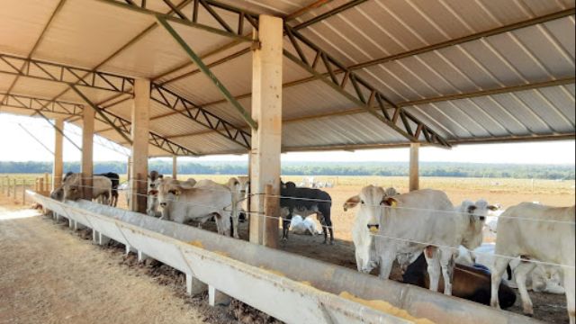 Bovinos em cocho coberto. Foto: Divulgação