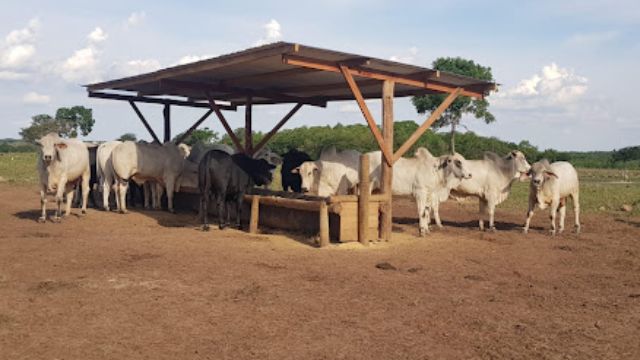Boi gordo: cocho certo na TIP não faz pecuarista jogar dinheiro fora. Saiba o por quê