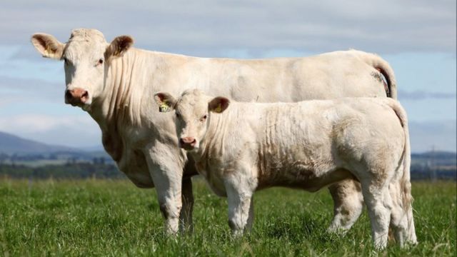 Vaca e bezerro Charolês. Foto: Divulgação/Associação Brasileira de Criadores de Charolês