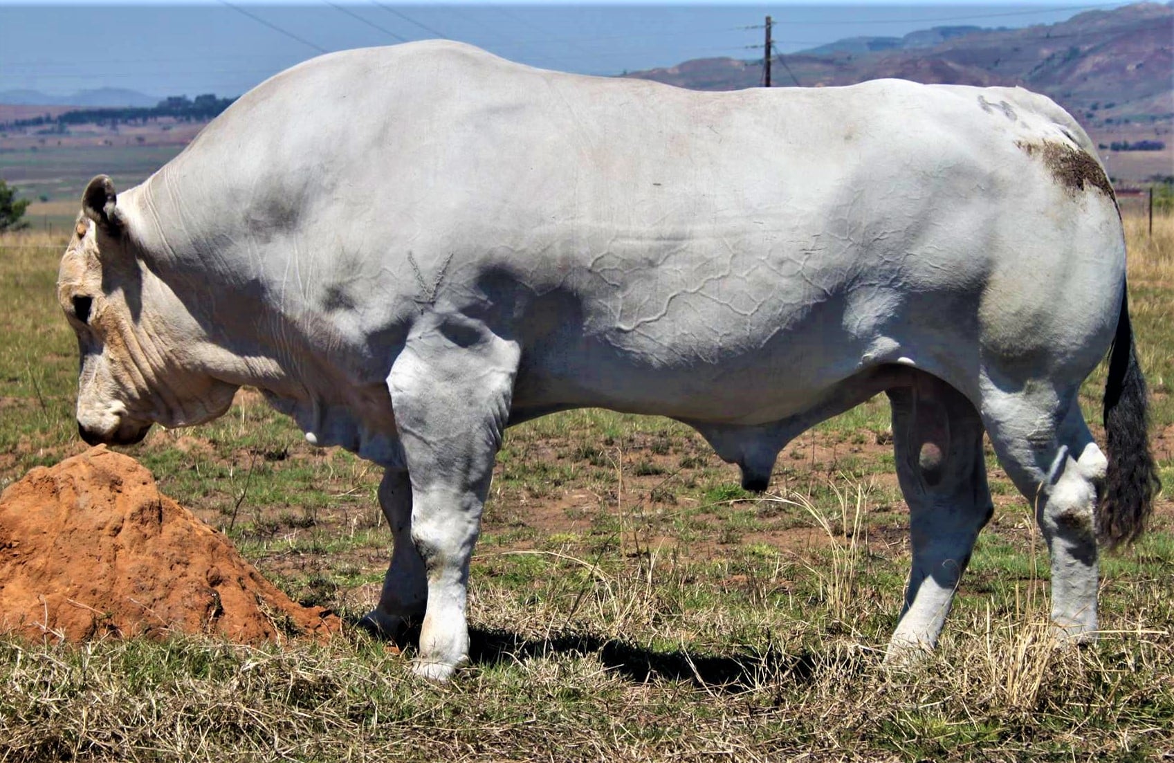 Características do Chianina