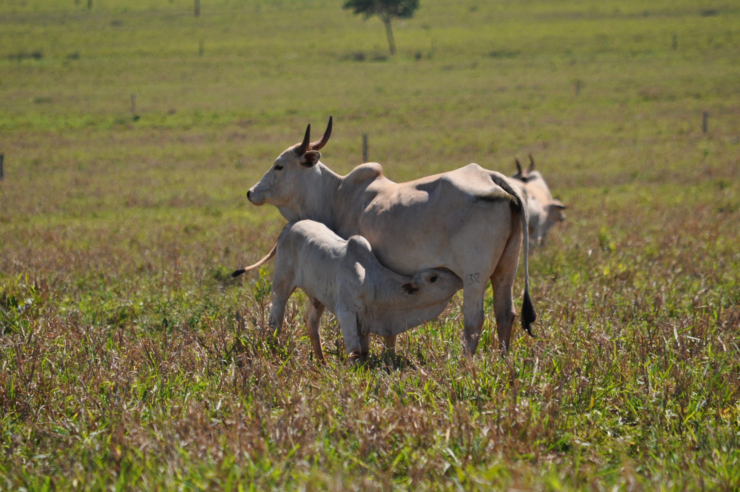 “Fazenda de cria também tem que ser boa de engorda”, alerta consultor pecuário