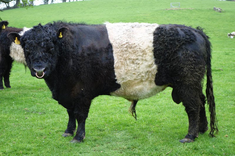 Belted Galloway, o bovino de cinta branca