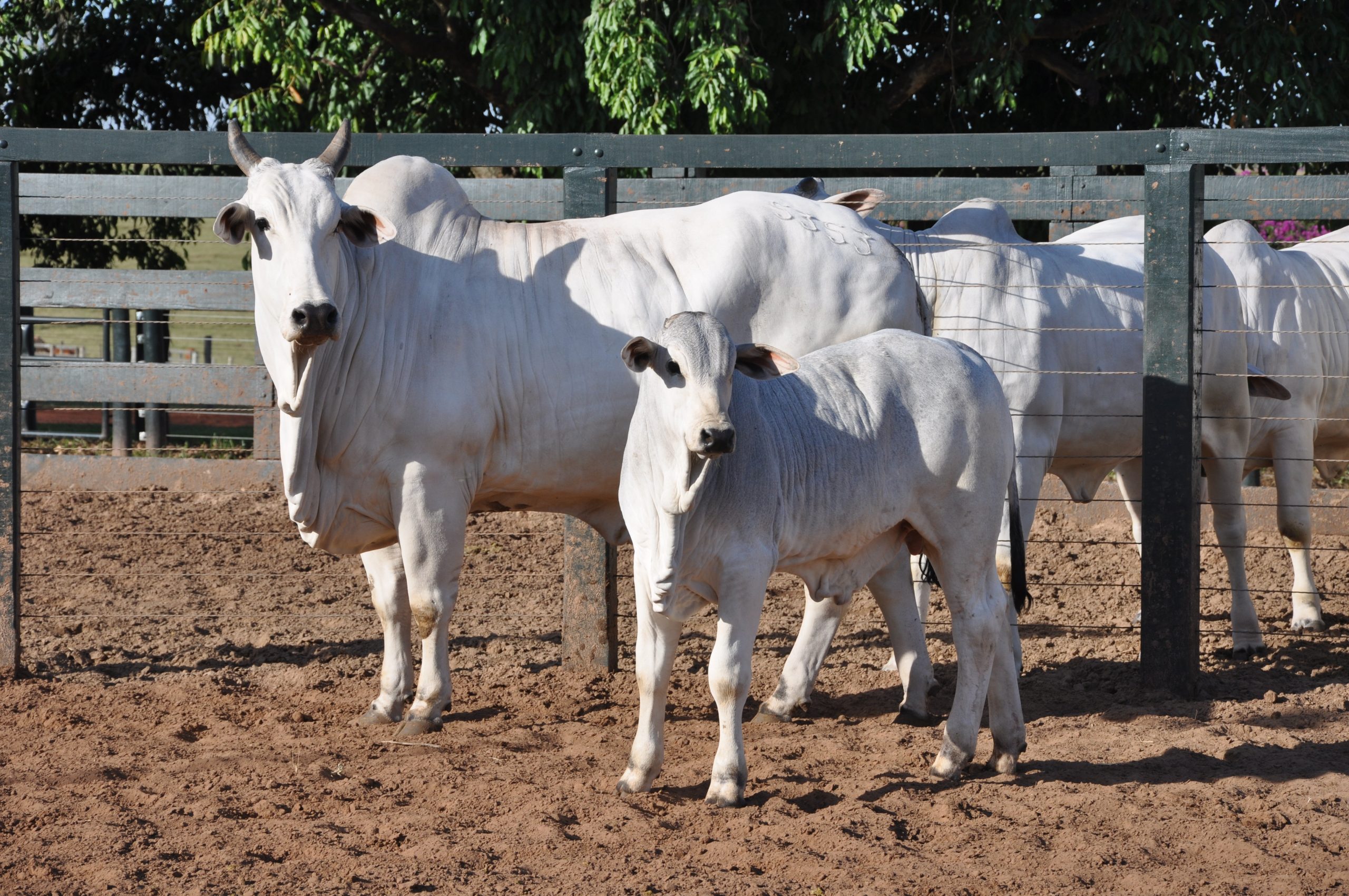 Quanto tempo dura a gestação de uma vaca?