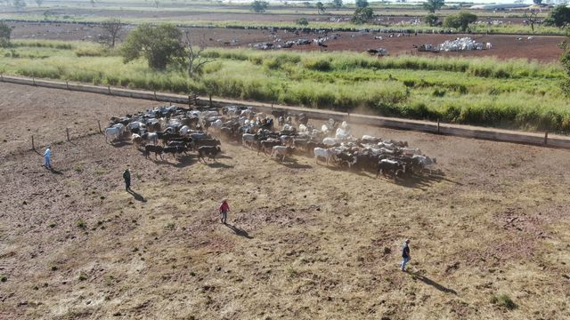 Manejo sem estresse no gado faz índice de prenhez aumentar em 8%