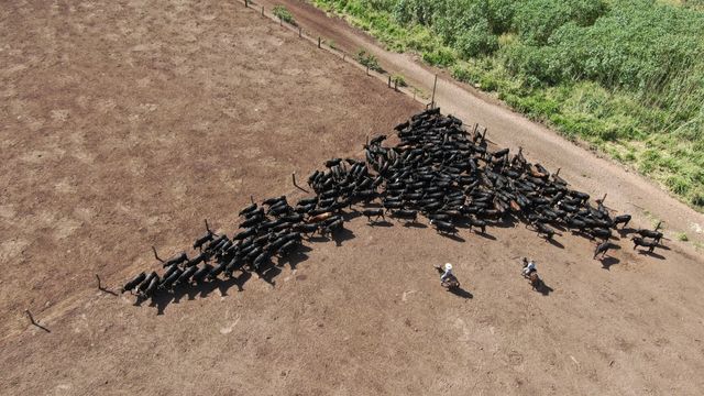 Bem-estar animal engorda mais o boi e até turbina a sanidade do rebanho