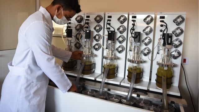 Estudo de aditivos naturais para edução de metano em bovinos de corte. Foto: Divulgação/IZ