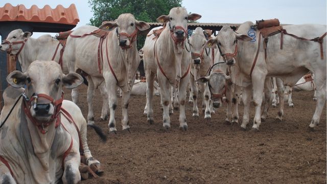 Comprovado: composto natural reduz em 30% o metano do boi, diz pesquisador