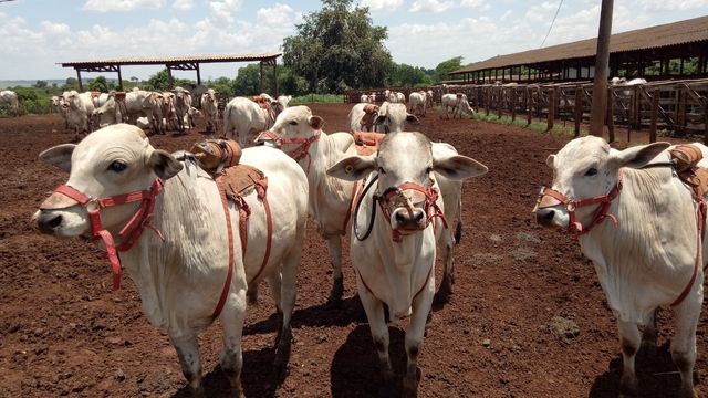 Bovinos com coletor de gases entéricos em estudo de aditivos naturais para edução de metano. Foto: Divulgação/IZ