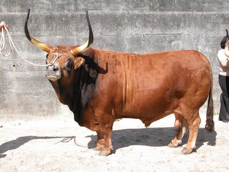 Barrosã, conheça o boi mais belo do mundo