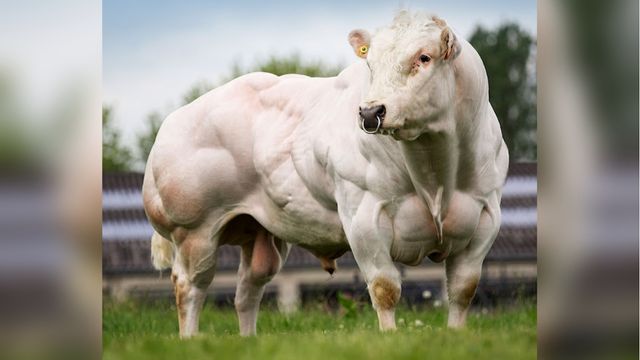 Raça boi mais musculosa do mundo é originária da Bélgica