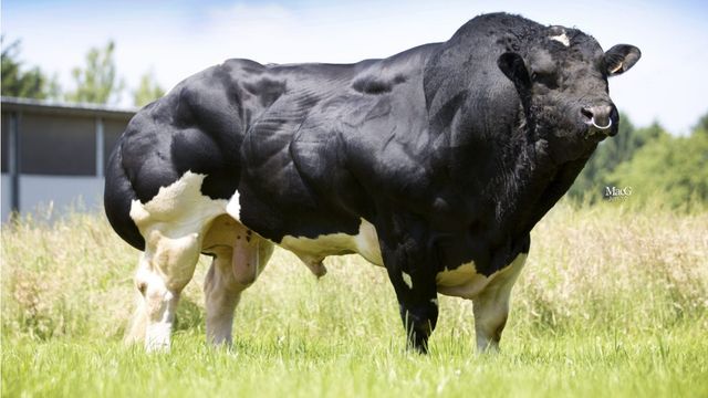 Conheça o Belgian Blue, a raça de boi mais musculosa do mundo