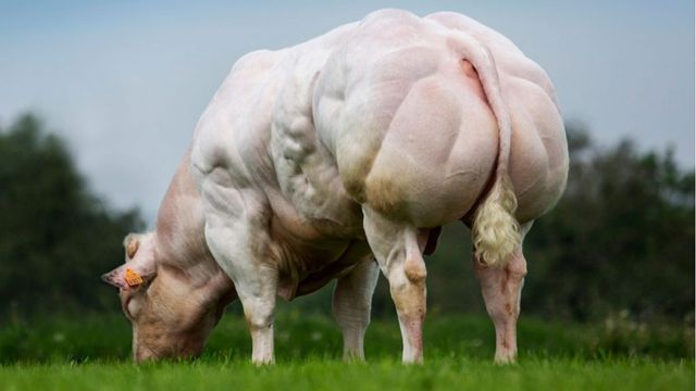 Belga Azul, a raça bovina halterofilista