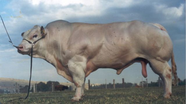 Belgian Blue com musculatura surpreendente