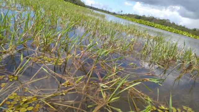 Capim Canarana é uma espécie nativa dos campos inundáveis do Amapá. Foto: Ana Elisa Alvim Dias Montagner/Embrapa Amapa