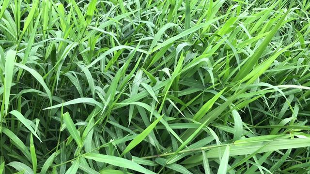 Estas variedades de capim são tolerantes a áreas encharcadas. Saiba quais são