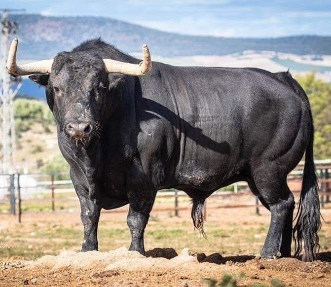 Conheça o touro mais furioso do planeta, o Miura