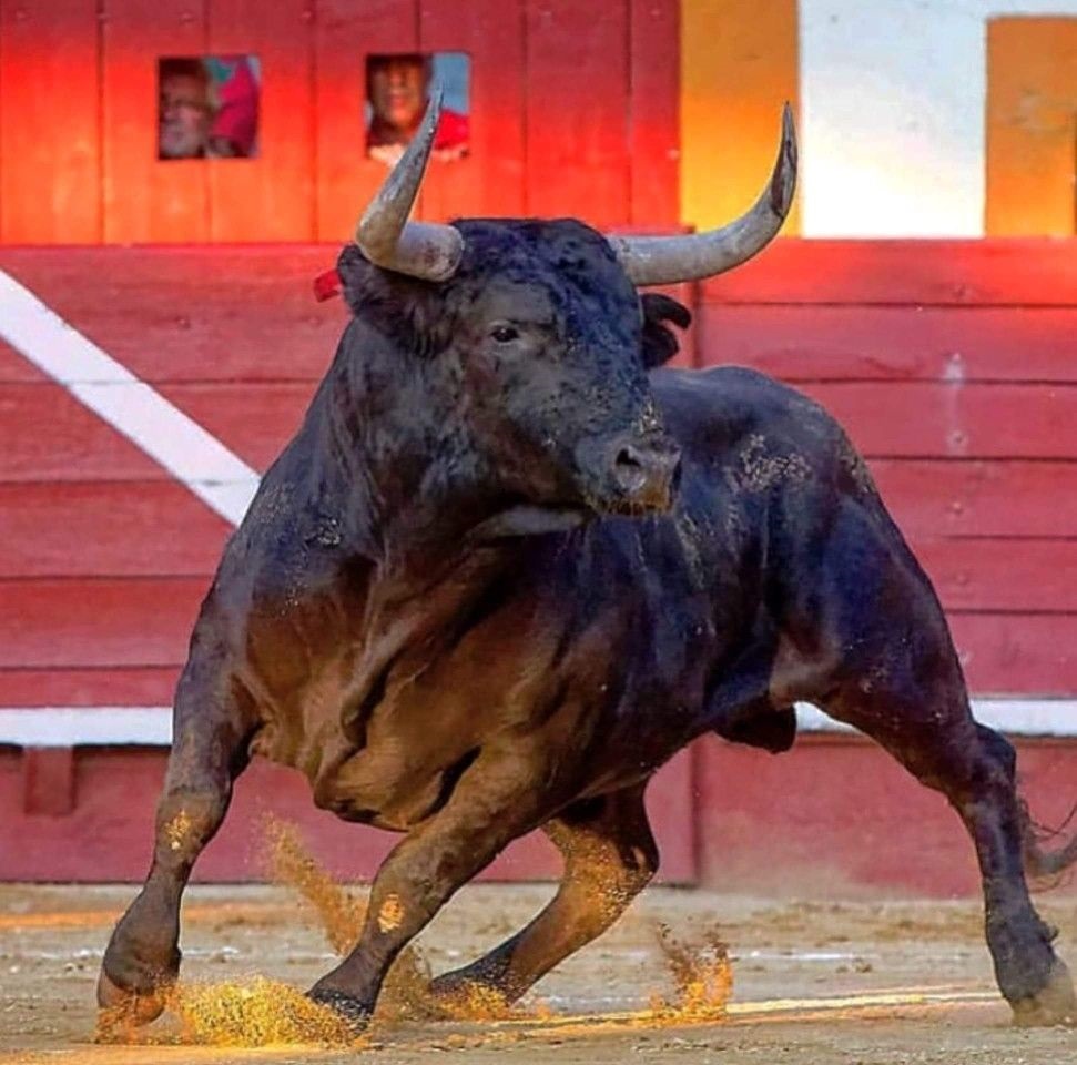 Miura, a raça bovina mais furiosa do planeta
